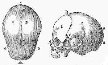 FŒTAL
HEAD