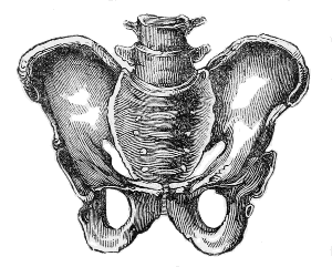 Masculine Pelvis