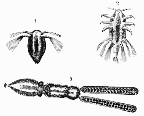 Illustration: Tracheliastes of the Cyprinæ