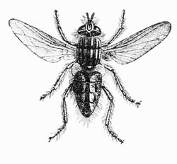 Illustration: Flesh Fly