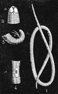 Illustration: Ascaris lumbricoides