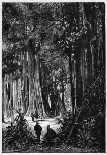 Banyan-trees, Buitenzorg, Java