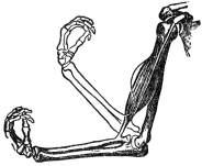 THE BICEPS MUSCLE AND THE ARM BONES

(From Martin’s “Human Body”)