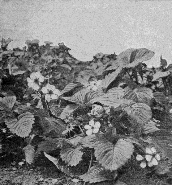 strawberry plants