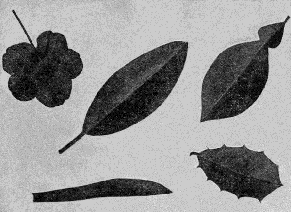 five
different leaves