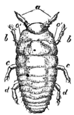 Larva di fillossera