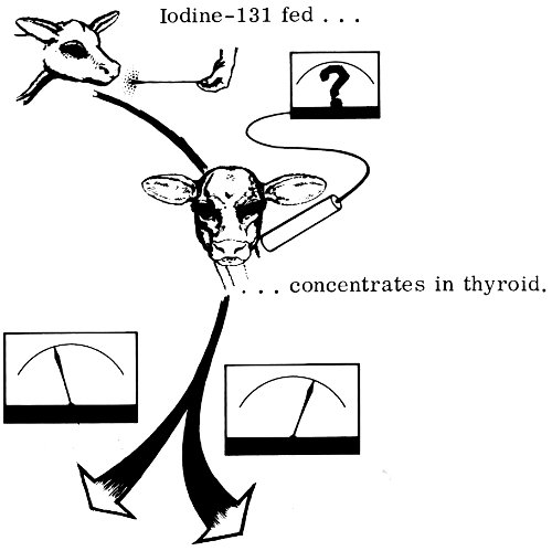 Iodine-131 fed ... concentrates in thyroid.