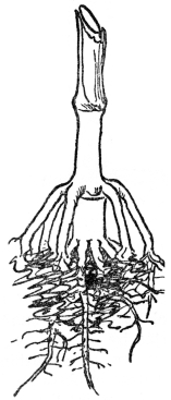 FIG. 5.—PROP ROOTS OF THE INDIAN CORN

Usually produced from the first joint above ground and serving as
additional anchor and food gatherers.