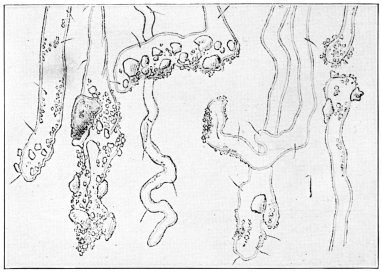 Root Hairs with Fine Soil Particles Attached. Note soil,
water, and air spaces. Much magnified. (After U. S. Department of
Agriculture. Courtesy of Brooklyn Botanic Garden.)