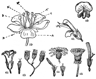 FIG. 39-45.—THE FLOWER

Fig. 39. A perfect and complete flower. A, petals, all of them forming
the corolla; B, sepals, all of them forming the calyx; C, the
stamen, composed of (C) the filament, and (C1) the anther, which
produces the pollen; D, the pistil, consisting of the swollen base
(D) the ovary, a slender shank (D1) the style, and the swollen or
branched tip (D2) the stigma. (H. D. House, “Wild Flowers of New
York.”) Fig. 40. Typical flower of the pea family. Two petals unite to
form the keel (below), two more unite to form the wings (center), the
remaining and larger petal forms the standard. In most plants of this
family the stamens and pistils are concealed within the keel. Fig. 41.
Two-lipped inequilateral flower, common in such plants as Salvia,
Snapdragon, etc. Note the united calyx and corolla. Fig. 42.
Gamopetalous or united and regular corolla of the Fringed Gentian. Figs.
43, 44, and 45, flowers of the Compositæ or daisy family. Many small
flowers grouped in heads and usually surrounded by one or more series of
bracts. Fig. 43. Flowers all tubular, the small one at the left being an
individual flower. Common examples are Boneset and the common garden
Ageratum. Fig. 44. Flowers both tubular and with rays, the tubular in
the center and the rays on the margin. Below is an individual tubular
flower on the right, and on the left an individual ray flower. Note that
its five united divisions correspond to the five petals in other plants.
Common examples are the daisy, sunflower, black-eyed Susan, etc. Fig.
45. Flowers all ray flowers, an individual one at the right. The
Compositæ with only ray flowers usually have a milky juice and have
often been grouped in a separate family, the Cichoriaceæ. Common
examples are dandelion, chicory, and lettuce.