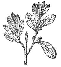 FIG. 103.—COCAINE PLANT

(Erythroxylon Coca)

Native in northern South America. The fresh leaves of this are used as a
valuable but harmless stimulant by the natives.