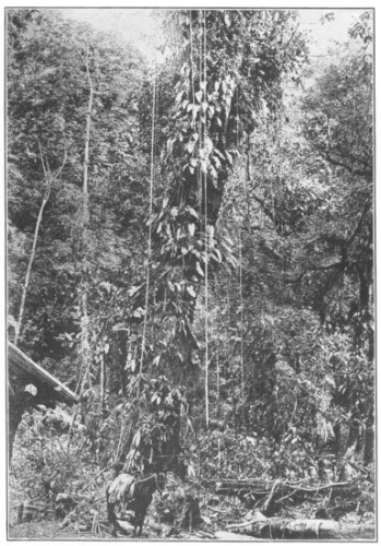 Rain Forest. Root-climbing lianas on a tree stem in the
south Mexican rain forest (State of Chiapas). Below: Sarcinanthus
utilis, with bipartite leaves. Farther up: Araceæ. Highest of all:
epiphytic shrubs are visible near leaves of Araceæ. Around the stem,
the cord-like aerial roots of Araceæ on the branches of the tree. (A
photograph by G. Karsten.) (After Schimper. Courtesy of Brooklyn
Botanic Garden.)