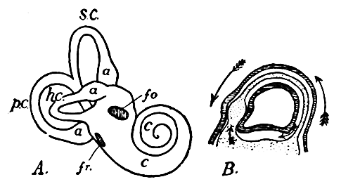 Fig. 30