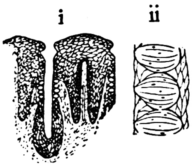 Fig. 25