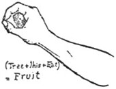 Fruit