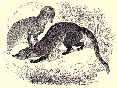 Two civets