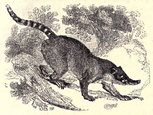 Coati