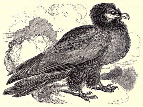 Griffin