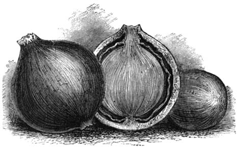 ONION FRUIT.