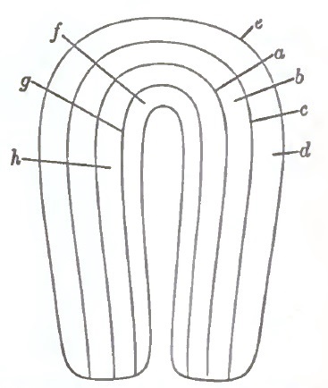 Muscular strata of uterus