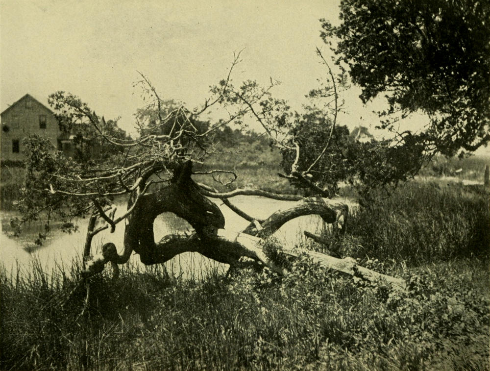 IF THIS AGED CEDAR COULD TELL ITS LIFE’S STORY, WE WOULD
FIND IT FULL OF ROMANCE AND ADVENTURE