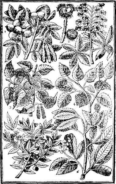 Page 597: Wallnut; Horse Chestnut; Mulberries; Bayes.