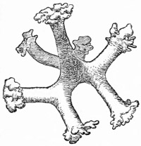 Fig. 58.