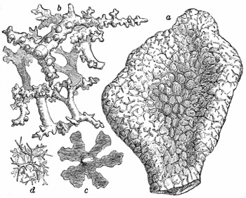 Fig. 60.