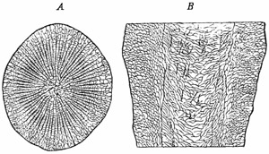 Fig. 126.