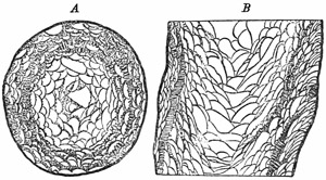 Fig. 135.