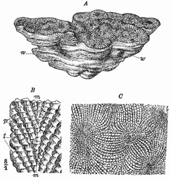 Fig. 162.