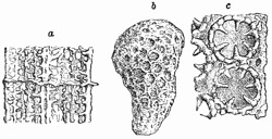 Fig. 181.