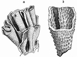 Fig. 439.