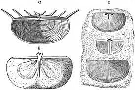 Fig. 497.