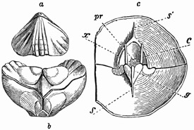 Fig. 531.