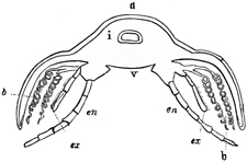 Fig. 1272.