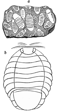 Fig. 1329.