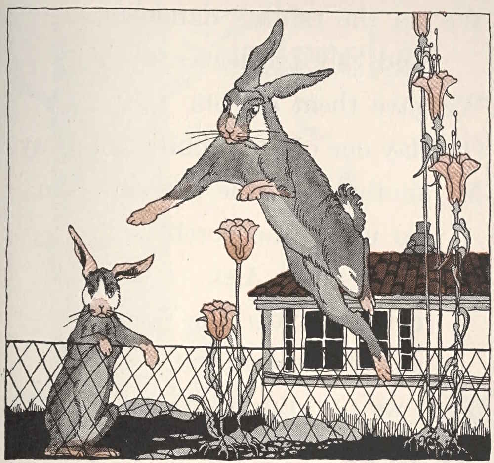 Rabbit jumping fence