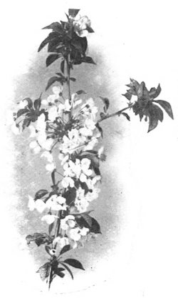 sprig of flowers