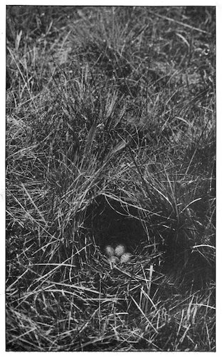 WOODLARK’S NEST AND EGGS