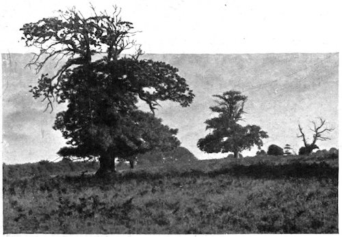 landscape with trees