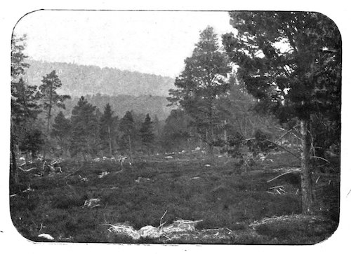 clearing with hillside of firs