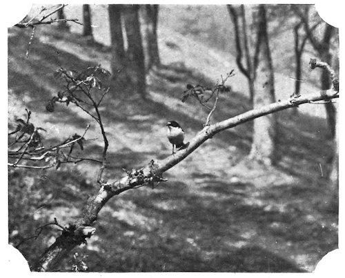 bird on branch