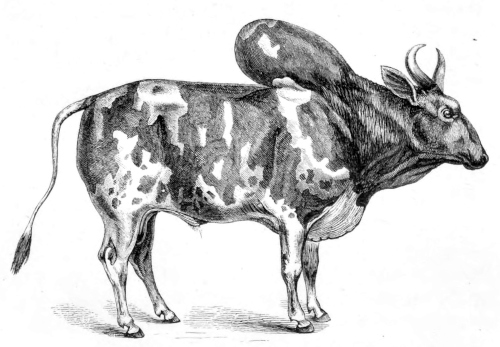 Breed of cattle