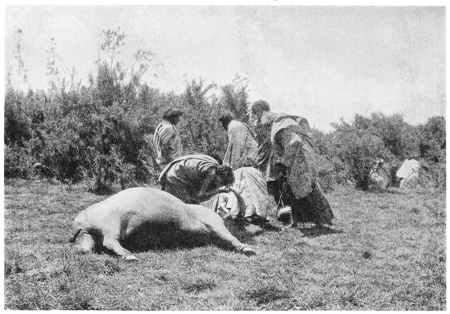 FIG. 54.—SALUTING THE DEAD BUFFALO.