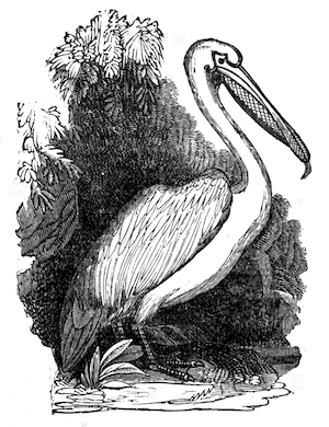 Pelican