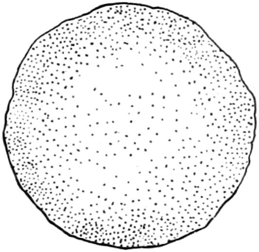 Section of endogen tree trunk