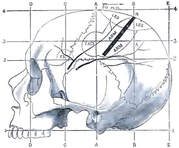 Topographical lines of external head