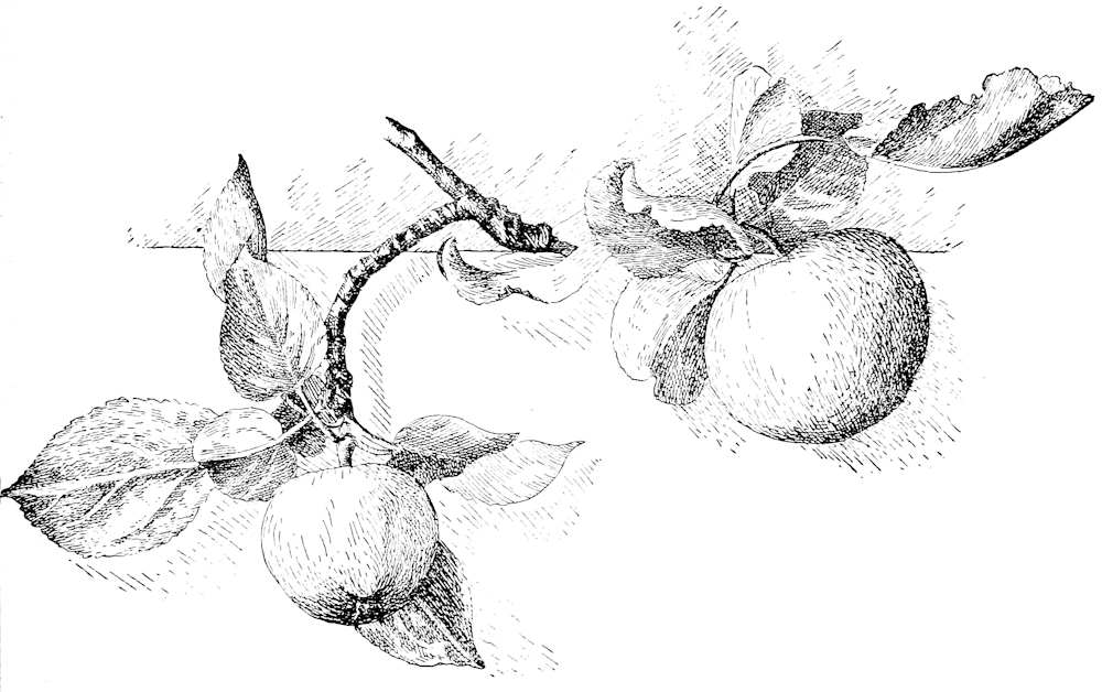 Fruit