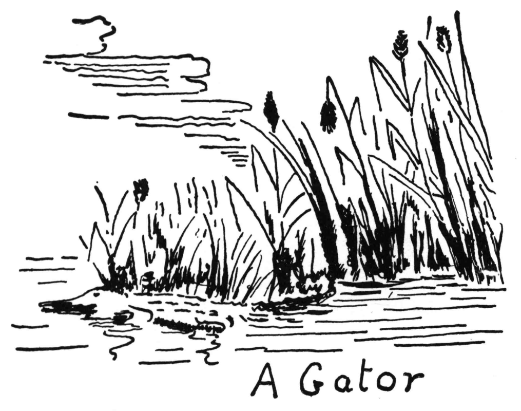 A Gator